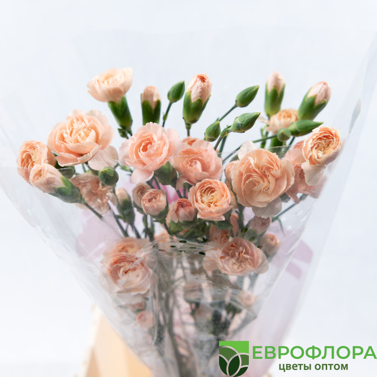 Гвоздика кустовая микс