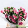 Гвоздика кустовая микс
