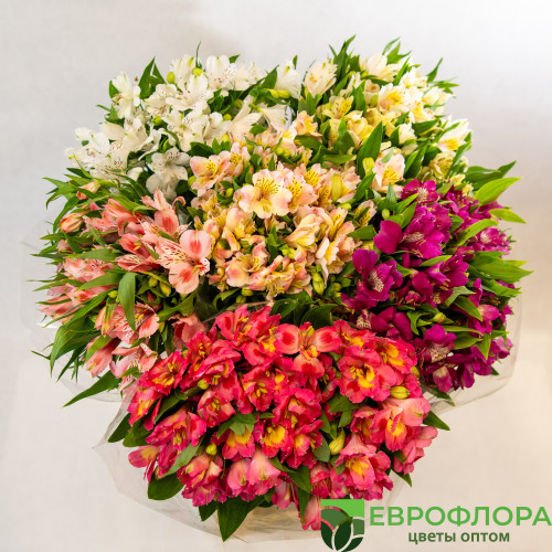 Альстромерия Краснодар