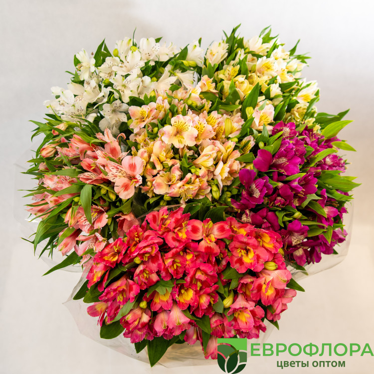 Альстромерия Краснодар
