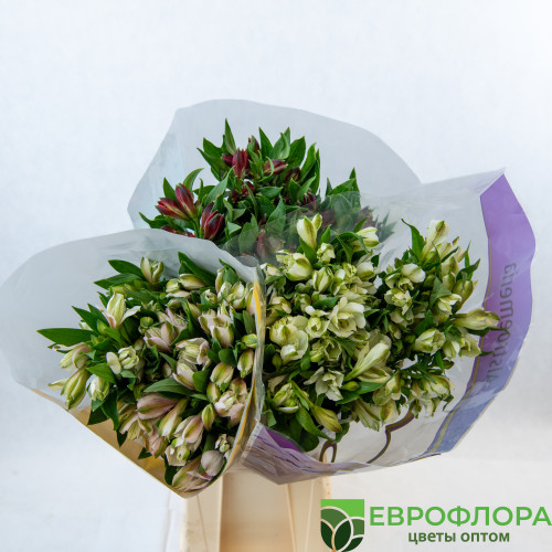 Альстромерия Голландия