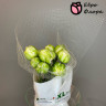 Тюльпан ФРАНЦИЯ