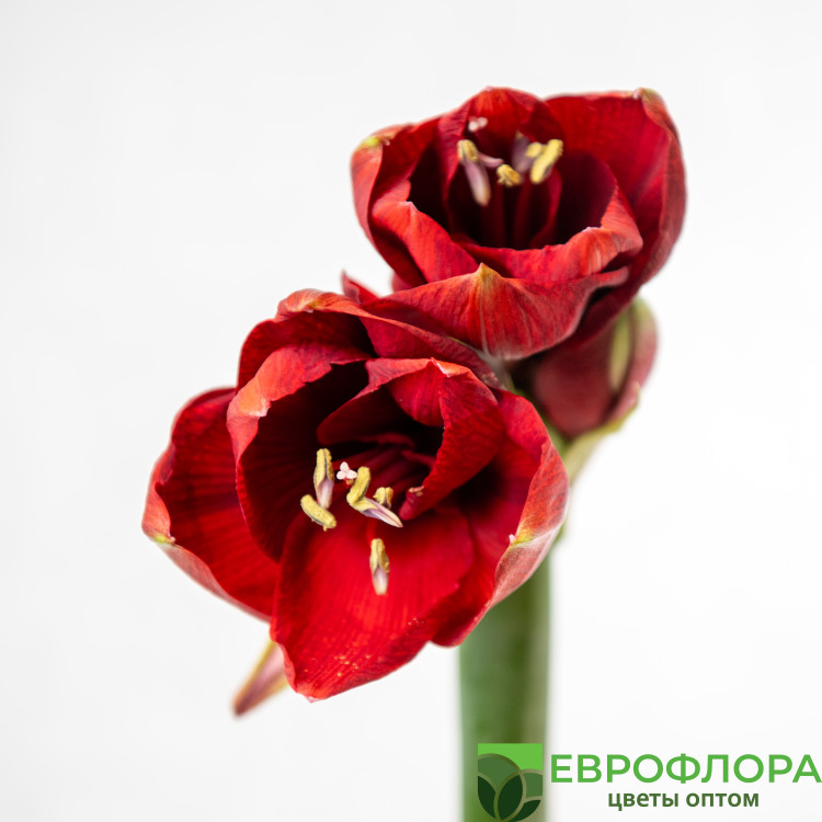Амарилис Феррари