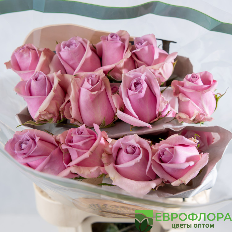Роза Наутика HOJA VERDE 70 см