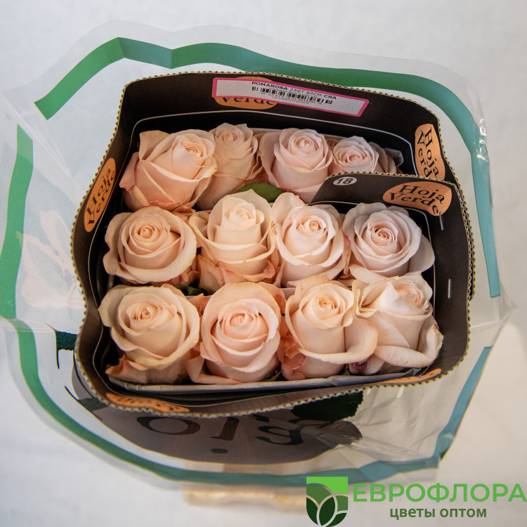 Роза Помароза (HOJA VERDE)