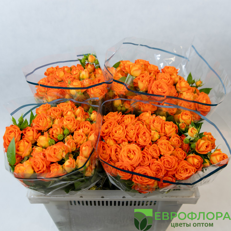 Роза кустовая Фанта ЧС