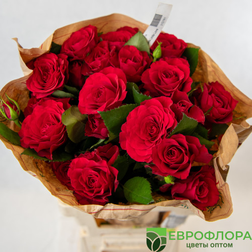 Роза кустовая Беллалинда Лав (Red Lands)