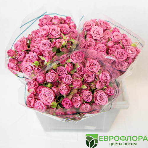 Роза кустовая Карат ЧС