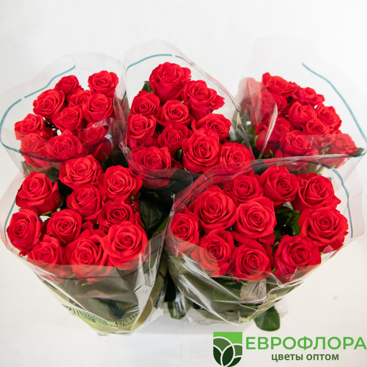 Роза Гуля ЧC