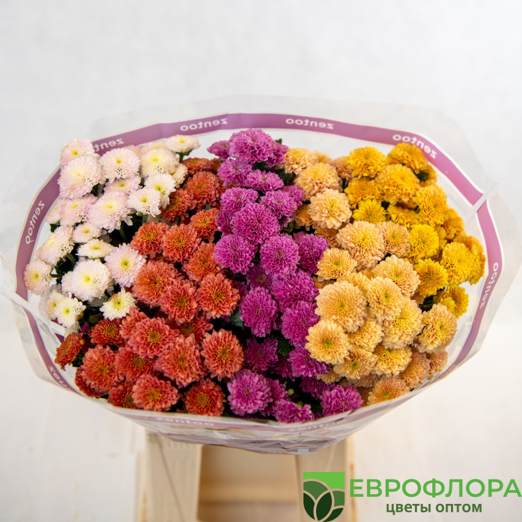 Хризантема Сантини Микс