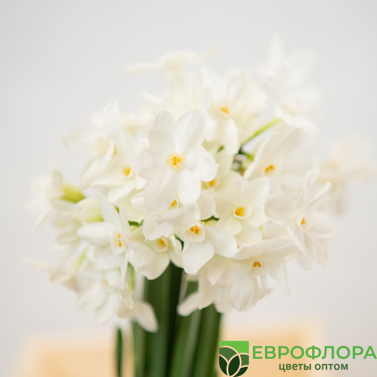 Нарцисс Зива