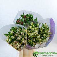Альстромерия Эквадор