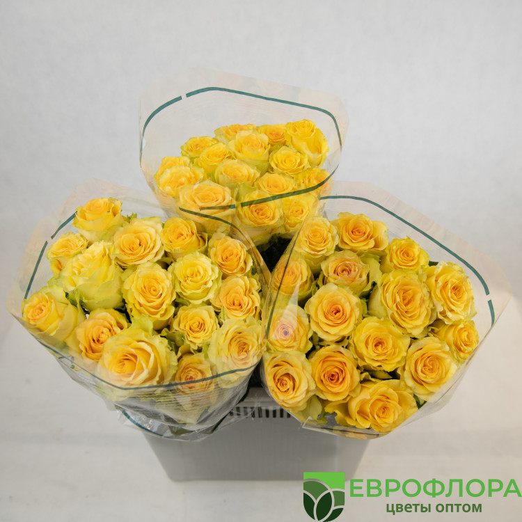 Роза Лимона ЧС 60 см