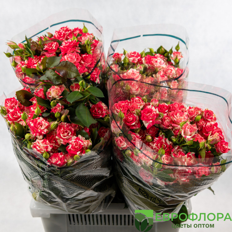 Роза кустовая Фейерверк ЧС