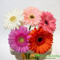 Гербера Сортовая Голландия