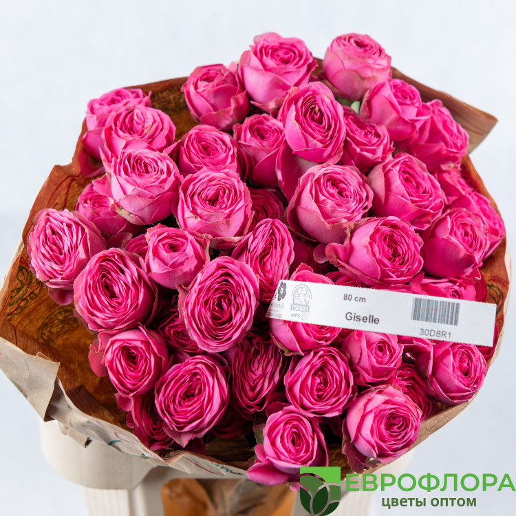 Роза кустовая Жизель (Red Lands)