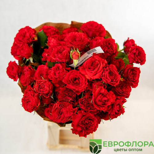 Роза кустовая Беллалинда Брик (Red Lands)