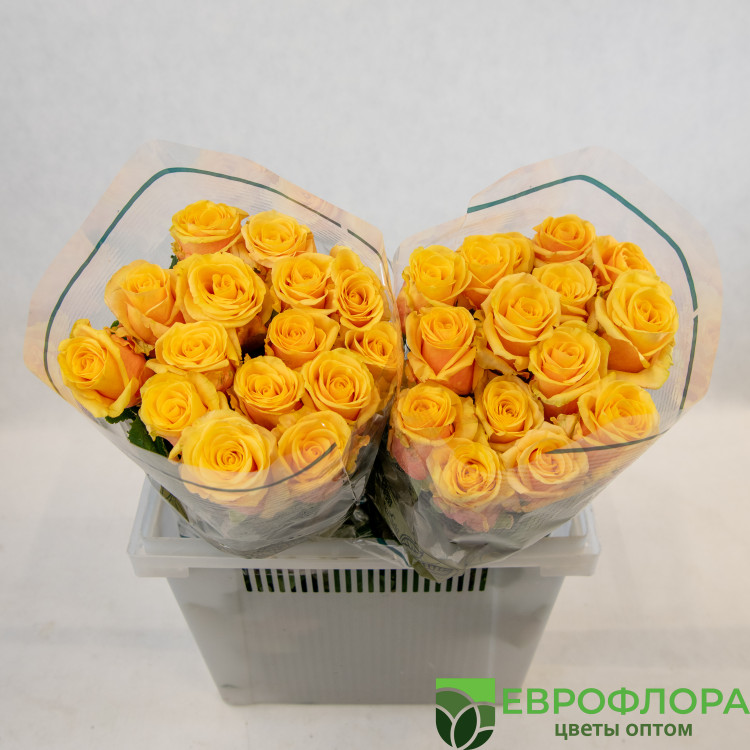 Роза Санисайт ЧС