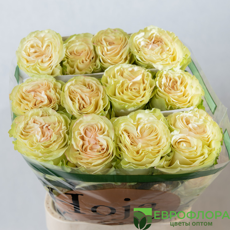 Роза Динамик HOJA VERDE