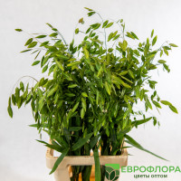 Латифолия