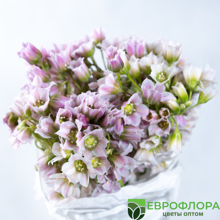 Аллиум Рози Белз