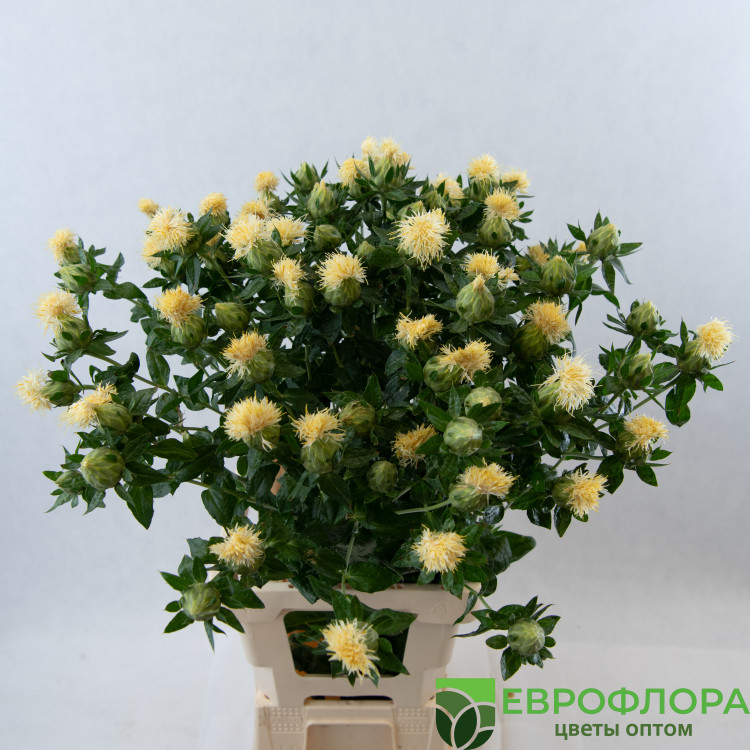Картамус Занзибар 80 см