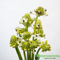Орнитогалум Сандерси