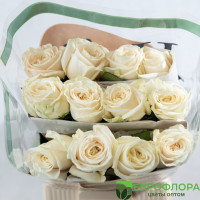 Роза Плая Бланка (HOJA VERDE)