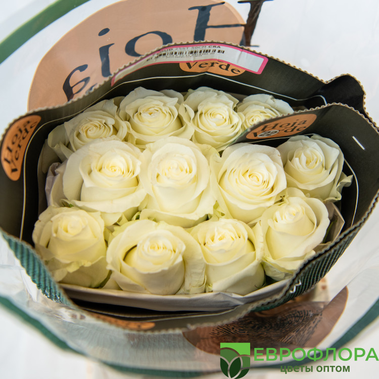 Роза Прауд (HOJA VERDE)