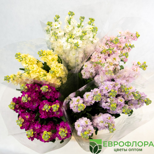 Маттиола Краснодар