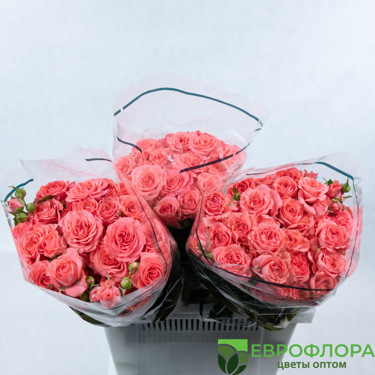 Роза кустовая Парадиз ЧС 