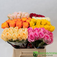 Роза Кения Микс 