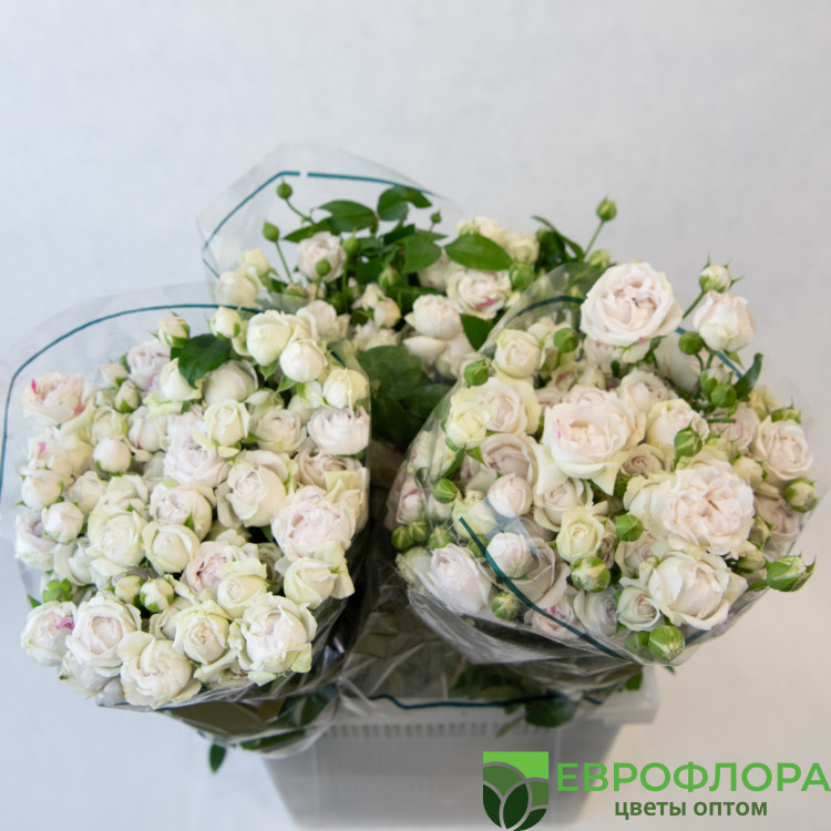 Роза кустовая Сильвер Баблс ЧС