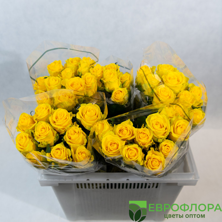 Роза Пенни Лайн ЧС