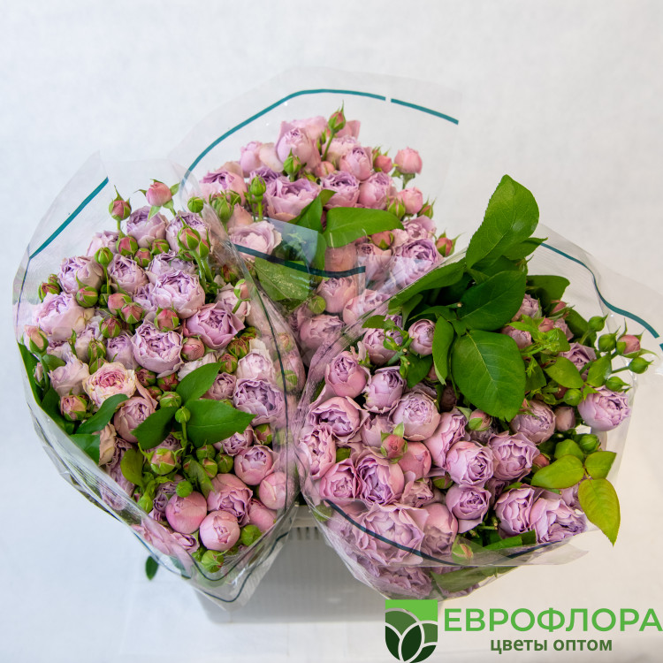 Роза кустовая Прованс ЧС