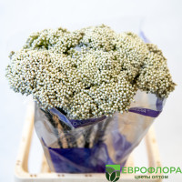Озотамус Вайт