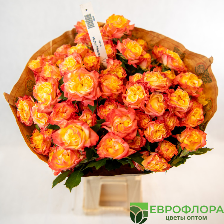 Роза кустовая Хэппи Бездей (Red Lands)