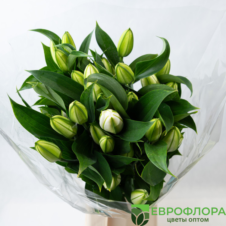 Лилия Шардоне (Double Check Lilies) 95 см