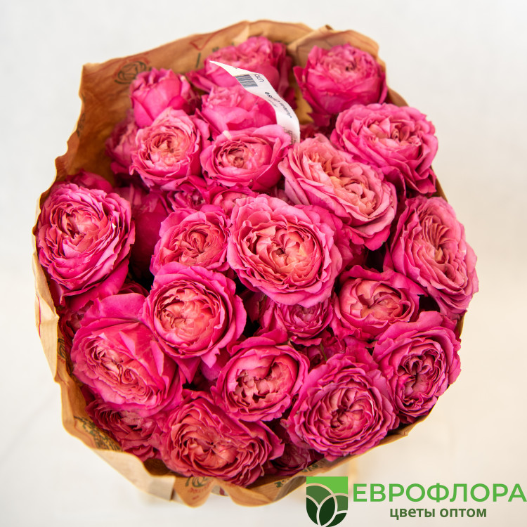 Роза кустовая Джульетта Серис (Red Lands)