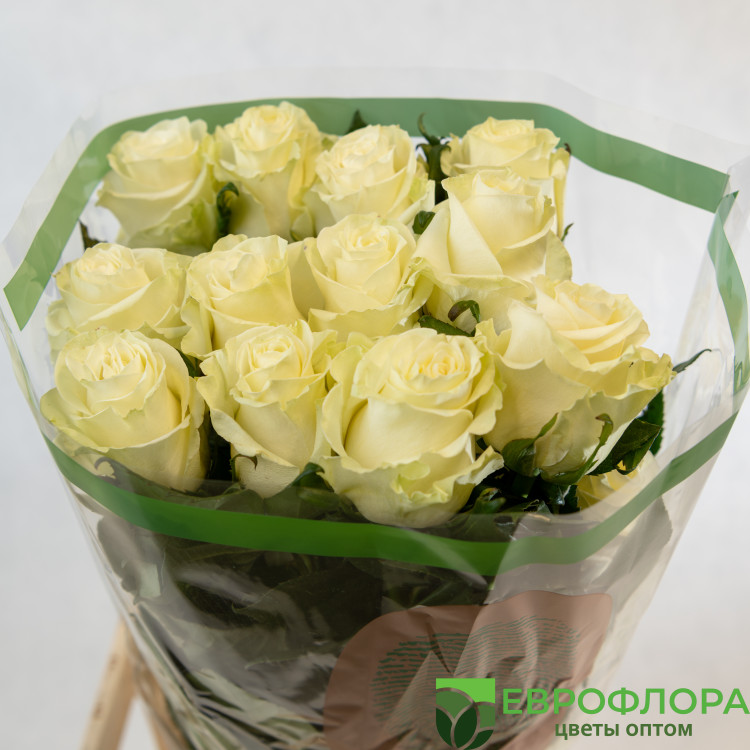 Роза Мондиаль (HOJA VERDE)