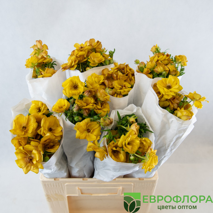 Ранункулюс Баттерфляй 