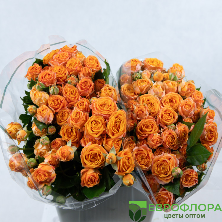 Роза кустовая Корал Баблз ЧС