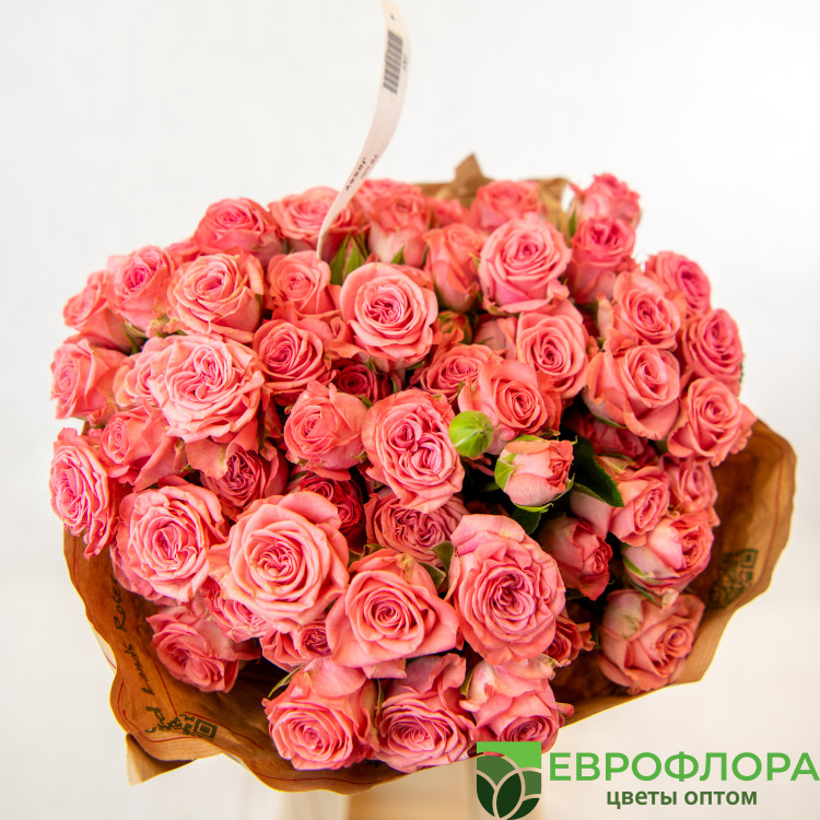 Роза кустовая Джесси (Red Lands)