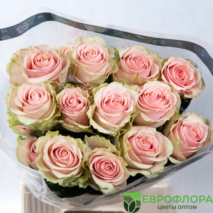 Роза Фрутето ROSAS DEL CORAZON
