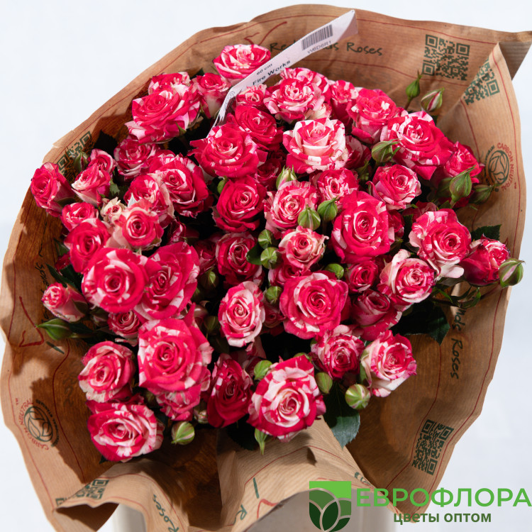 Роза кустовая Фаерворкс Red Lands