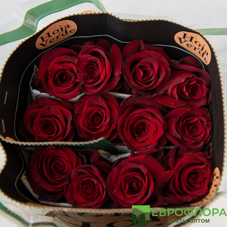 Роза Эксплорер (HOJA VERDE)