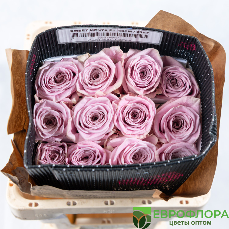 Роза Свит Мента ROSAS DEL CORAZON