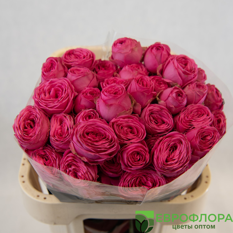 Роза кустовая Жизель (Baraka)