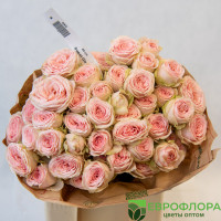 Роза кустовая Свит Жизель (Red Lands)