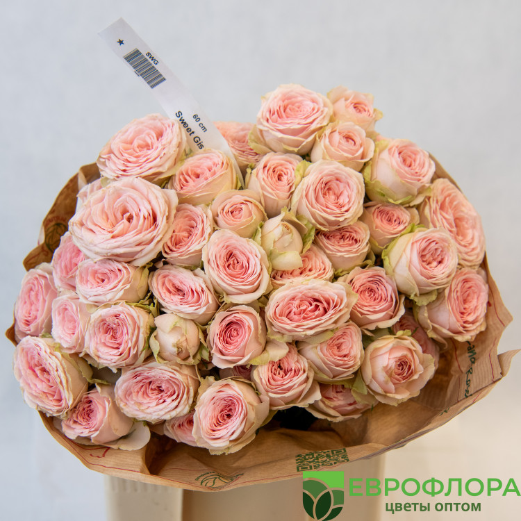Роза кустовая Свит Жизель (Red Lands)